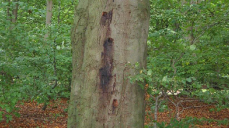 Angripen bokstam