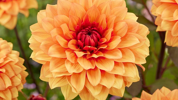 Dahlia Statue of Orange.jpg