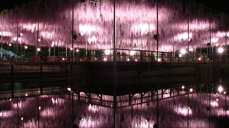 Ashikaga Flower Park(3)