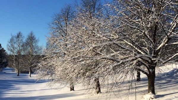 Barnplantorna erbjuder föräldrautbildningshelg i Skellefteå