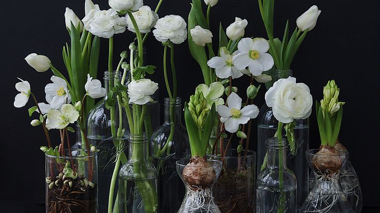 Helleborus, Julerose, Ranunkler 