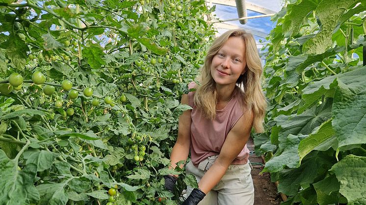Åsa Pellas från Pellasgården i Vikmanshyttan. Åsa odlar KRAV-tomater, gurka, sallad och paprika. Hon är en av bönderna som kommer vara "Bonde i butik" nu i september.