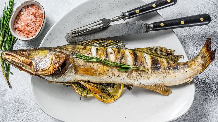 Swedes warned not to serve pikeperch from Lake Mälaren to their young children due to toxic PFAS contamination (Credit:Vladimir Mironov  Stock photo ID:1252587773)
