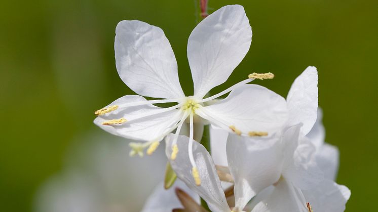 Gaura 2018 Foto@annikasnaturligating   (5)