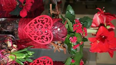 Månadens Blomma december - Röd Jul  