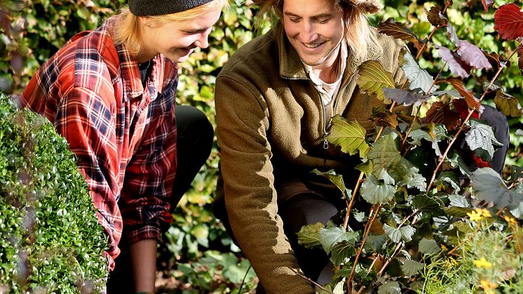 Hösten är bästa tiden att plantera. Dags för Stora Planteringsveckan 5-13 september. Foto: Sofia Ernerot