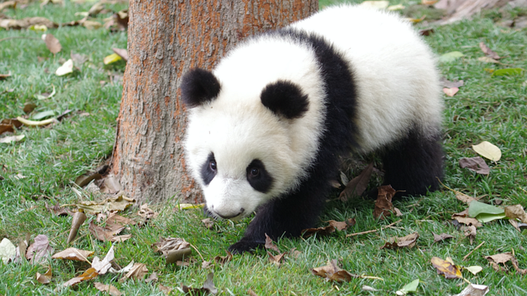 Blueair adopts Baby Panda JOY following launch of new playful JOY collection
