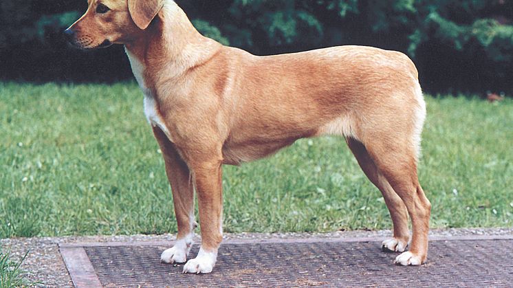Ny ras i Sverige - österreischischer pinscher