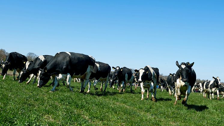 Arla ist bereit für neue Bio-Landwirte