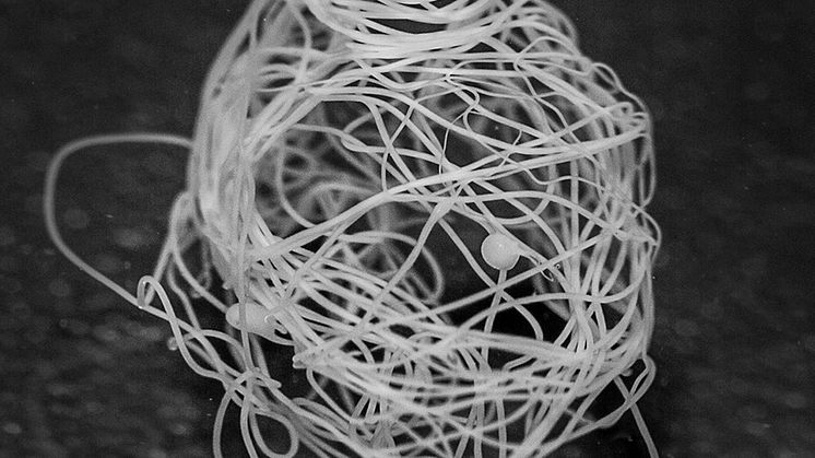 Fiberboll/Spindeltrådsnystan. Foto: Lena Holm, SLU/Nature Chemical Biology