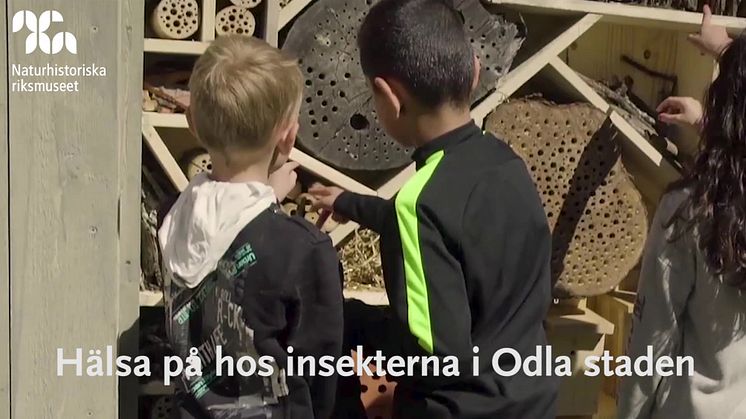 Trailer Sommar på Naturhistoriska