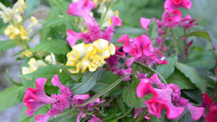 Celosia Hot Topic