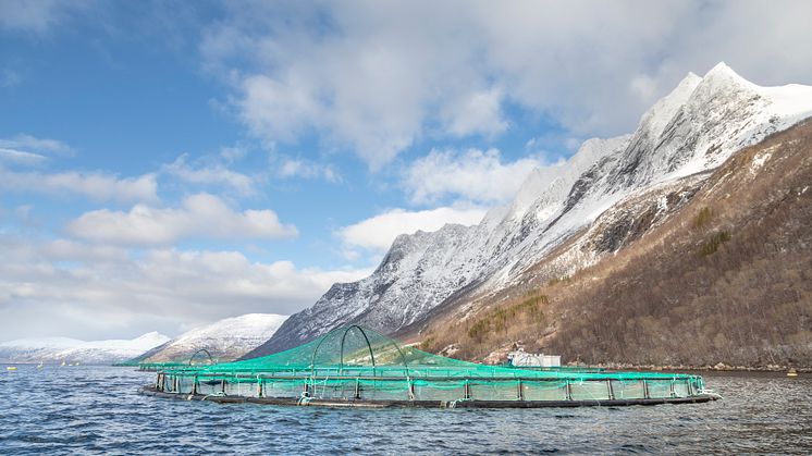 Godt årsresultat fra Cermaq, men usikkerhet rundt skatteforslag stopper investeringer for 4 milliarder og 300 nye arbeidsplasser i Nord-Norge