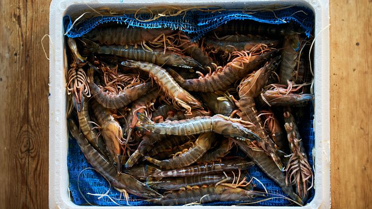 Kuruma prawns.jpg