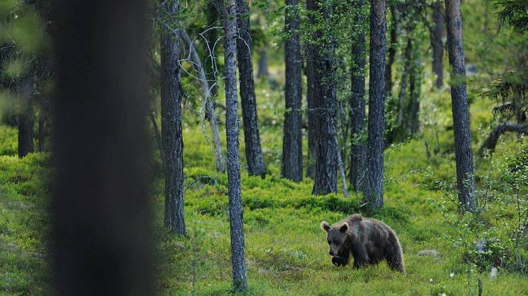 Unika Bear's Den - en stuga med panorama ut mot björn och järv!