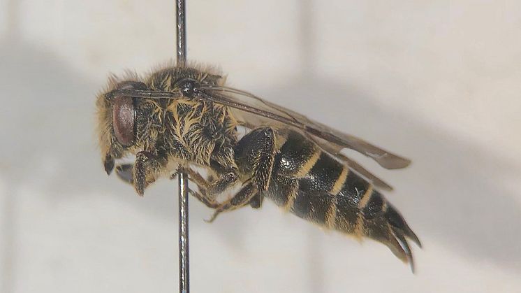 Den hona av den för Sverige nya arten träkägelbi (Coelioxys alatus) som hittades vid Råstasjön under Callunas inventering 2019. Foto: Petter Andersson, Calluna AB.