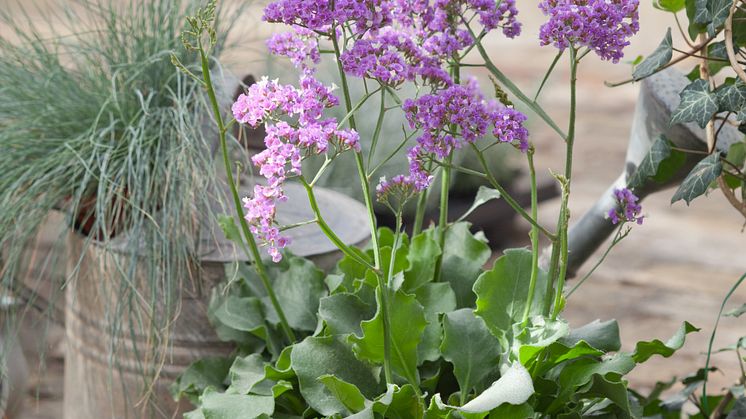 Ny salttålig skönhet: Heliotroprisp, Limonium perezii 'Salt Lake'  