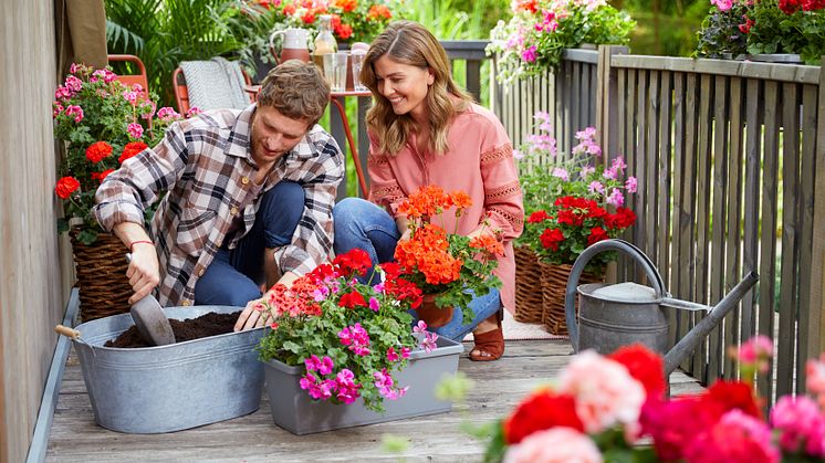 Bra jord är en av hemligheterna bakom friska och frodiga plantor. Foto: Pelargonium for Europe