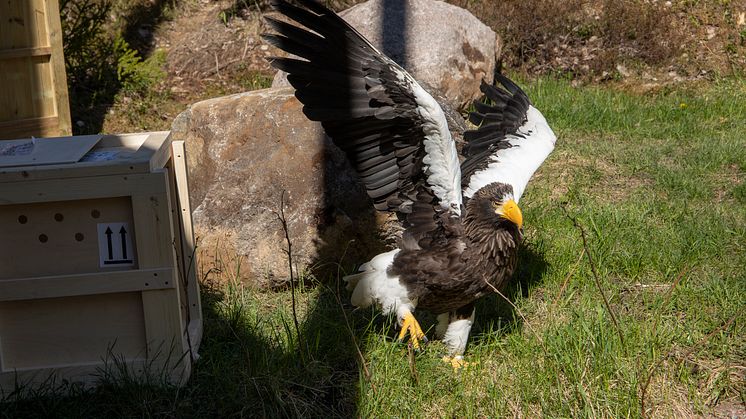 Världens största örn har landat i Sverige