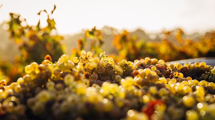 Domaine des Comte Lafon på Systembolaget!