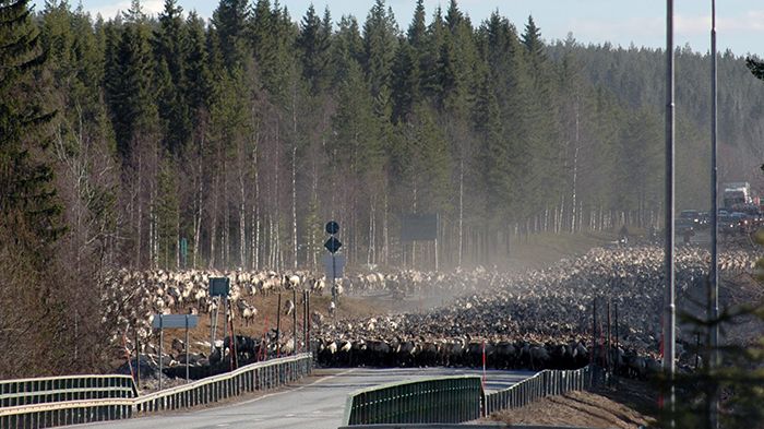 Skogsbruk och rennäring: Mindre konflikter med moderna GIS-kartor