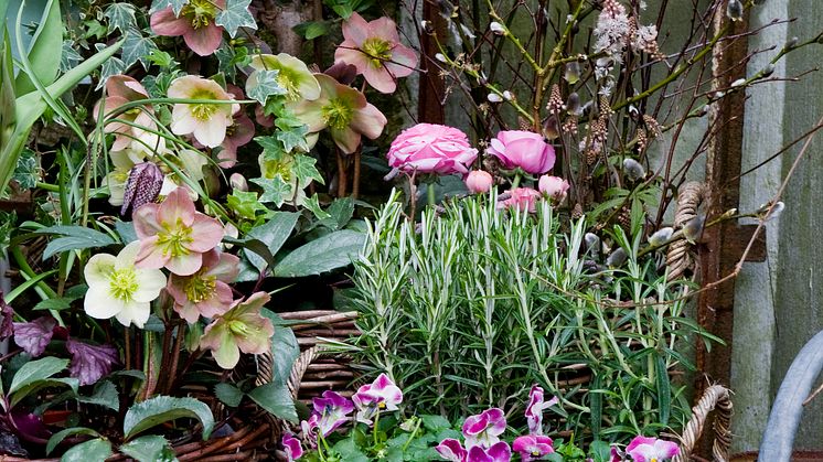 Recept på en lyckad plantering i mars