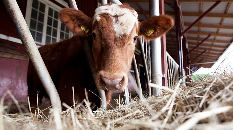 En amerikansk donation ger SLU drygt fyra miljoner till forskning om idisslarsjukdomar. Foto: Julio Gonzalez, SLU