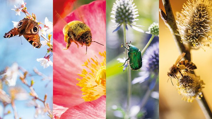 Foto: Lena Granefelt, pollinerasverige.se 