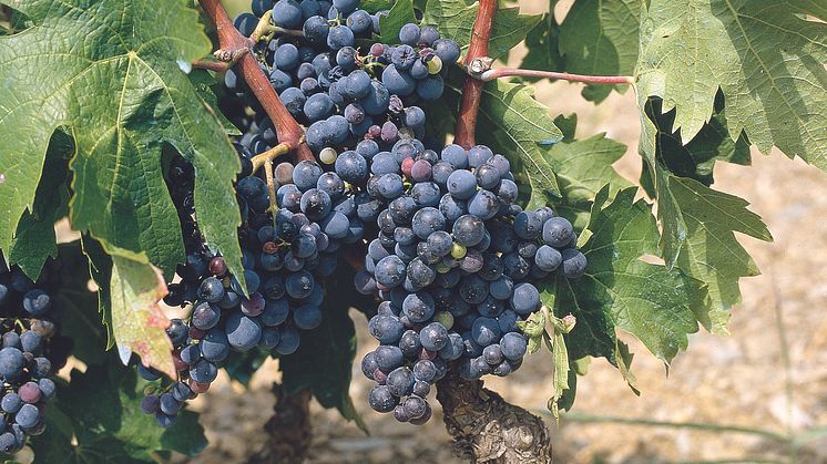 Terra Alta er vært for World Grenache Contest
