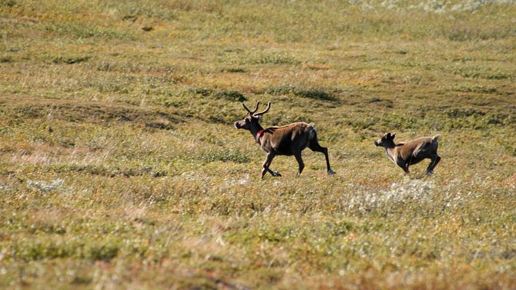 Rovdjur hindrar renar från att ”surfa på grön våg”