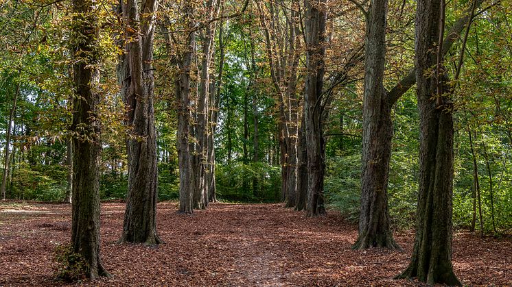 Rødovre deltager i Danmarks VILDESTE kommune
