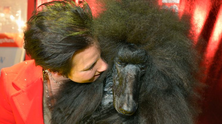 Storpudel blev Best in Show