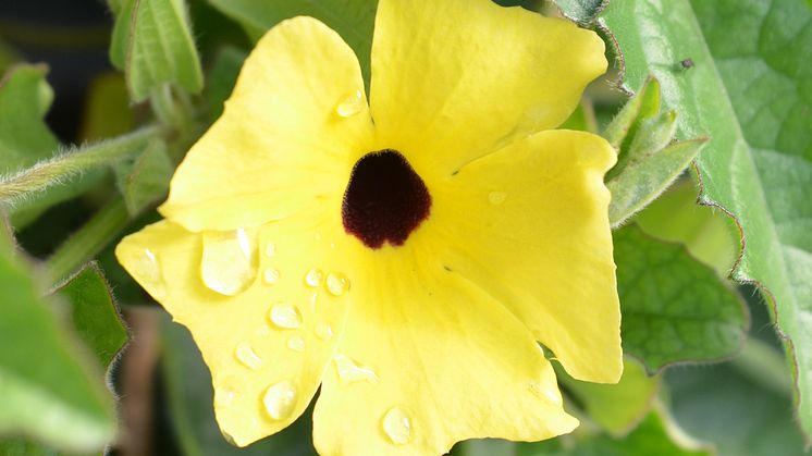 30 Thunbergia alata CloseUp