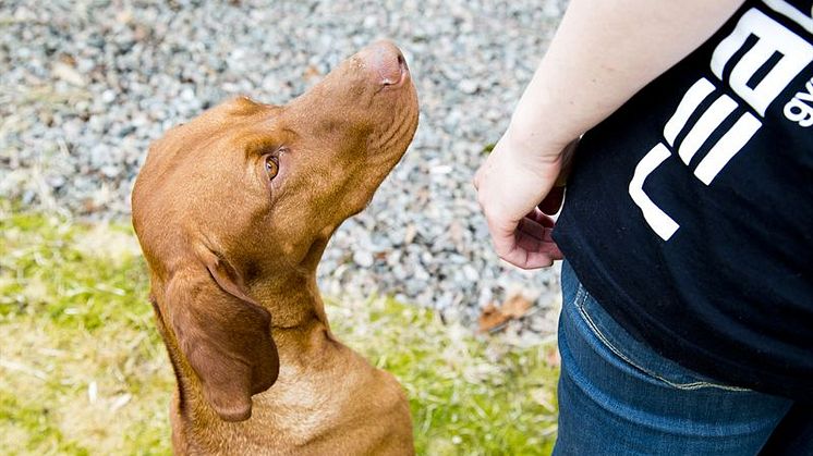 Stiltips och hundspex på olika håll idag