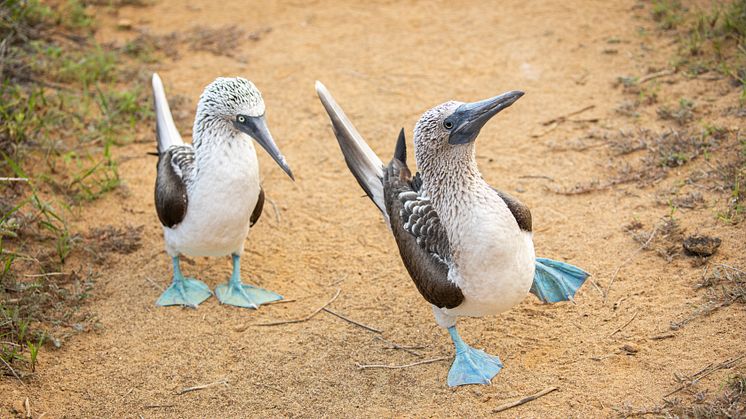 Galapagos_Ecuador_Blue Footed Boobies_Photo_Ashton_Ray_Hansen.JPG