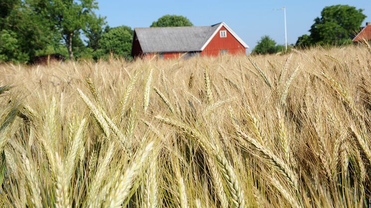 Totalt brukades drygt 18 procent av jordbruksmarken i Sverige med ekologiska produktionsmetoder 2023, visar ny statistik från Jordbruksverket. Foto: Birger Lallo, Scandinav.
