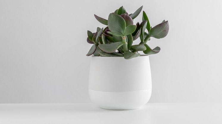 Ny Nordic Light i vårlige farger