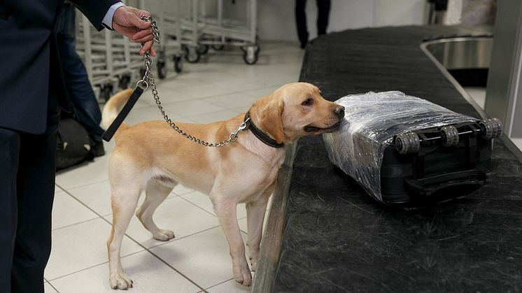 Sökhund på flygplats