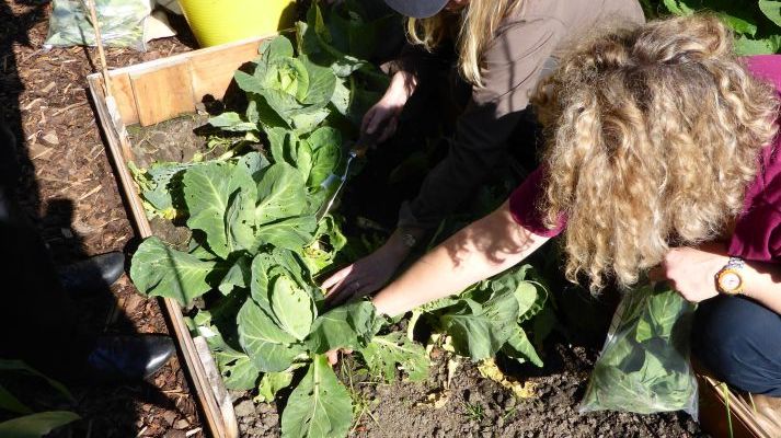 The researchers taking samples from a Newcastle allotment