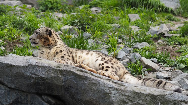 Zoo Leipzig - Schneeleopard