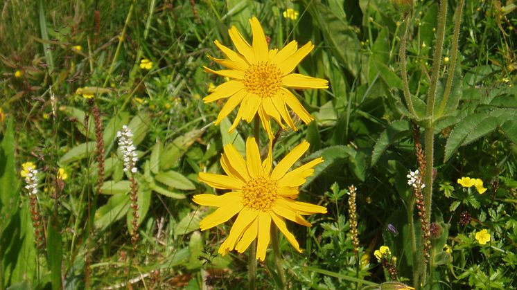 En av våra mest kända ängsblommor - Arnica montana, slåttergubbe.