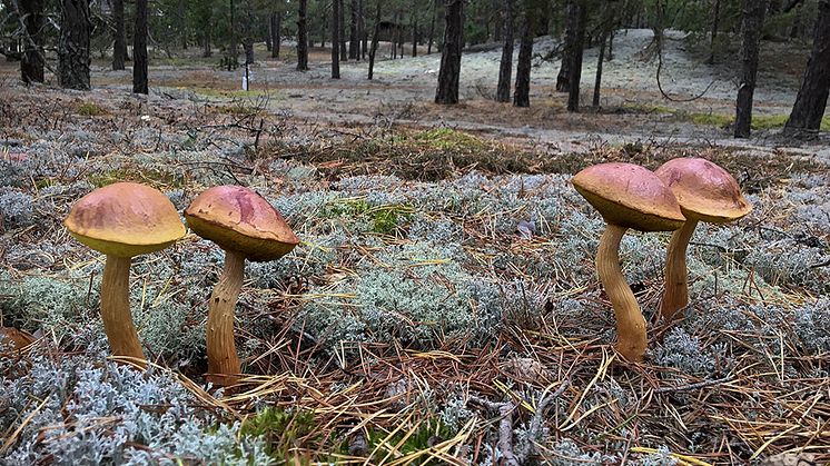 Svampen ribbsopp upptäcktes för första gången i Sverige 2017. Arten expanderar mycket snabbt och konkurrerar med inhemska rödlistade mykorrhizasvampar. Foto: Tommy Knutson