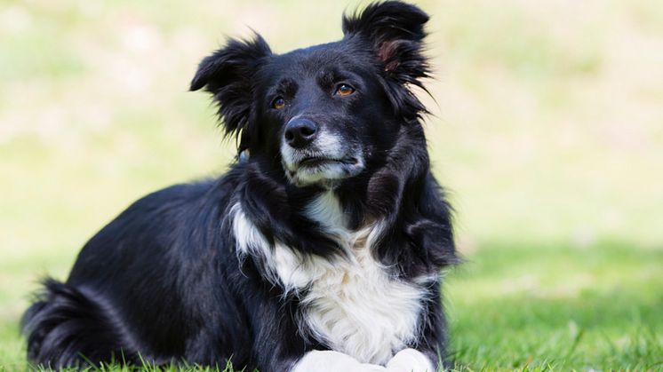 Grillrester en livsfara för hunden