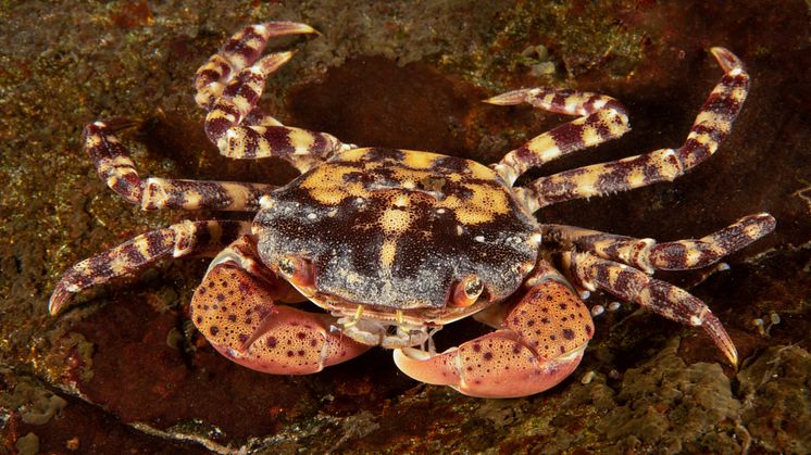 Blåskrabba, på latin Hemigrapsus sanguineus