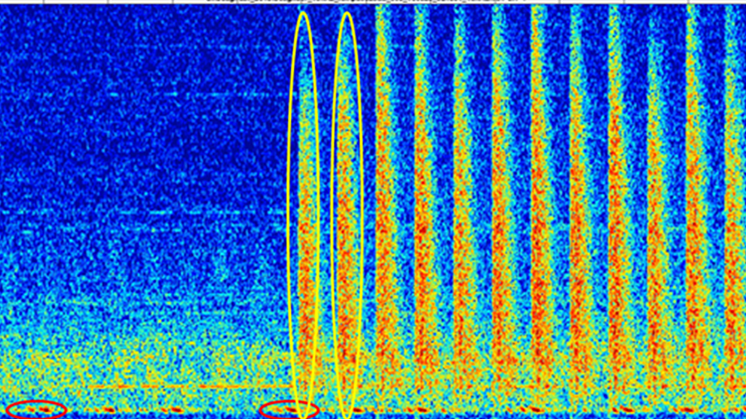 Seismic shooting + fin whale