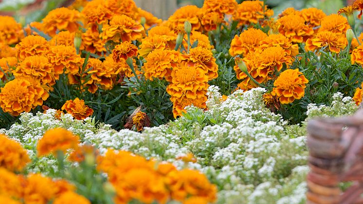 Tageter-sammetstagetes-garden