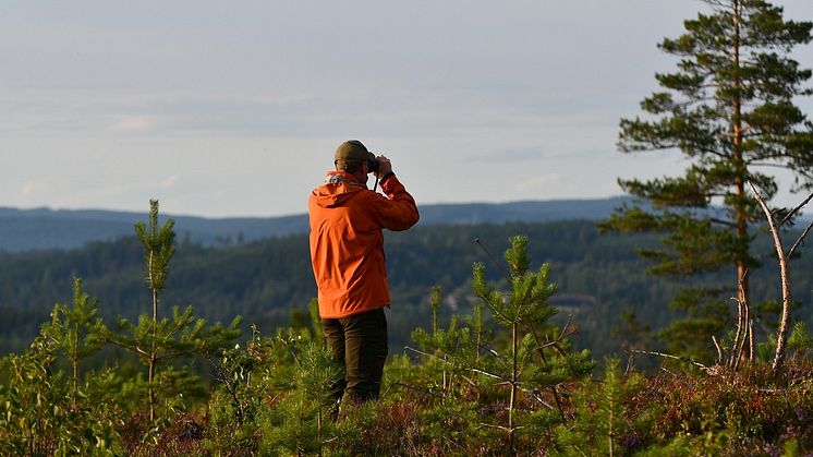 Priset på skogsmark ökar – trots Corona