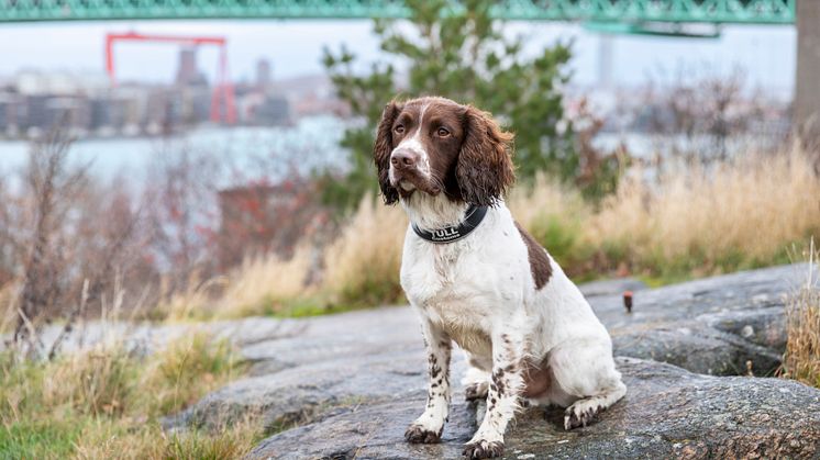 Årets Narkotikasökhund 2024 Skip_Foto Karin Wildheim.jpg