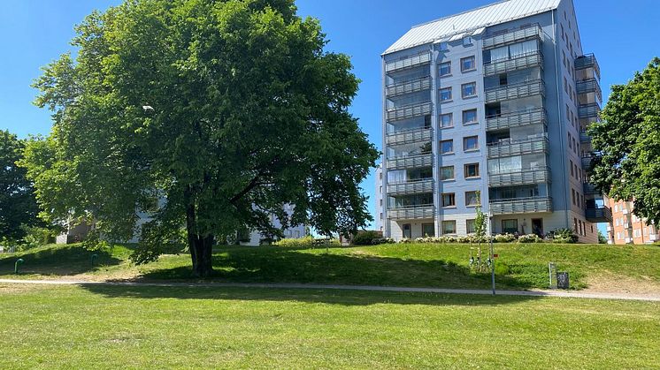 skogsalm_som_fatt_treetag_Hogsbohojd