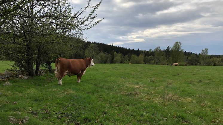 EUs restaureringsförslag riskerar påverka möjligheten att bedriva jord- och skogsbruk i Sverige.